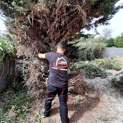 tala de arboles